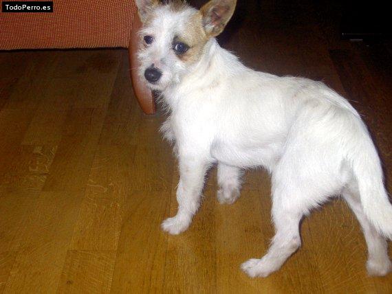 La foto del perro Kovi Foto del perro Kovi