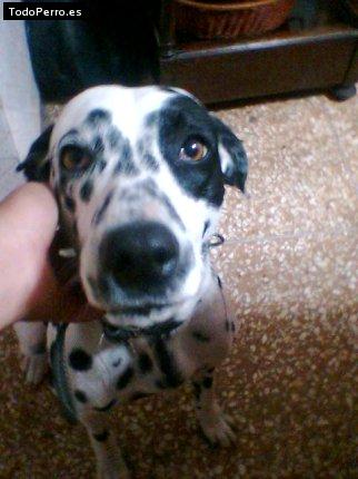 Foto del perro Manchitas