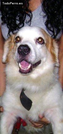 La foto del perro Sebastian Foto del perro Sebastian