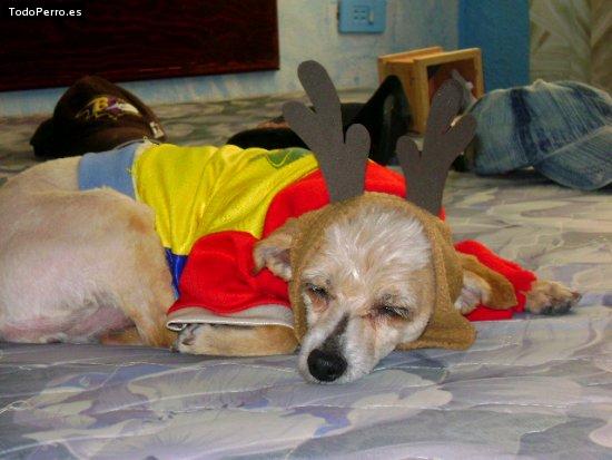 La foto del perro Susi Foto del perro Susi