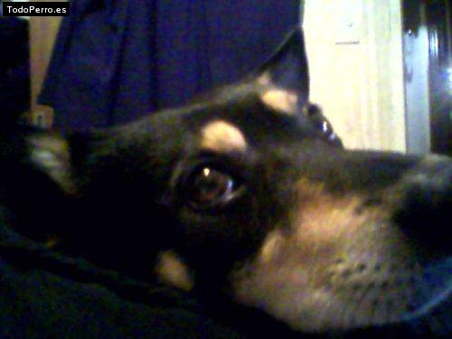 La foto del perro Poroto Foto del perro Poroto