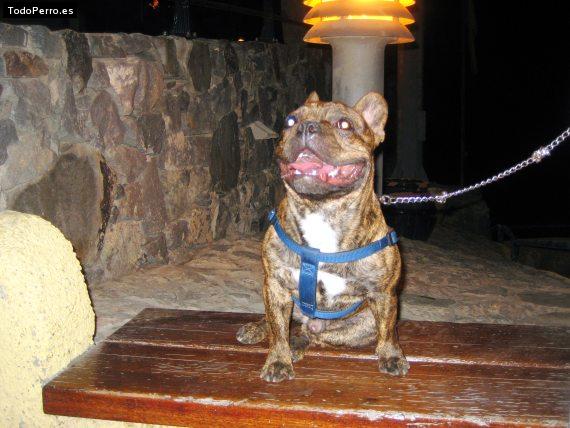 La foto del perro Pancho Foto del perro Pancho