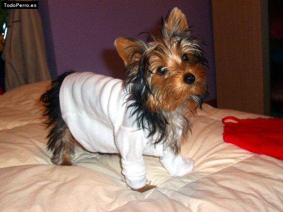 La foto del perro Robi Foto del perro Robi