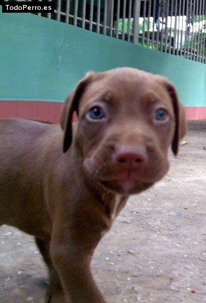 Foto del perro Chocolate