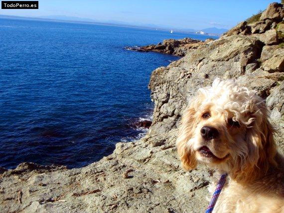 La foto del perro