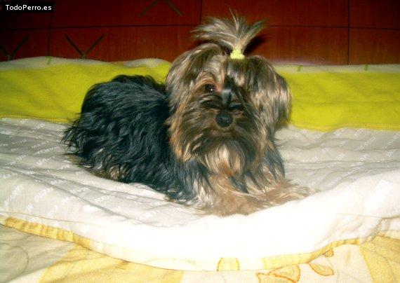 La foto del perro Layka Foto del perro Layka