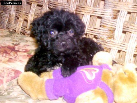 La foto del perro Skip Foto del perro Skip