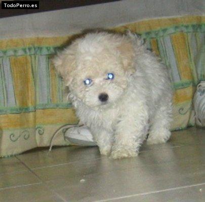 Foto del perro Juanita