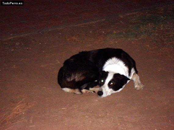 Foto del perro Pampa