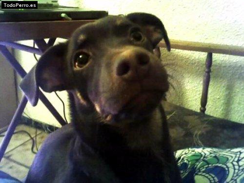 Foto del perro Whisky