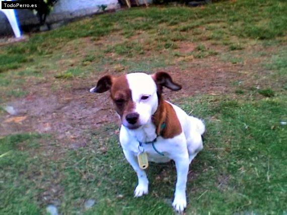 Foto del perro Sasha