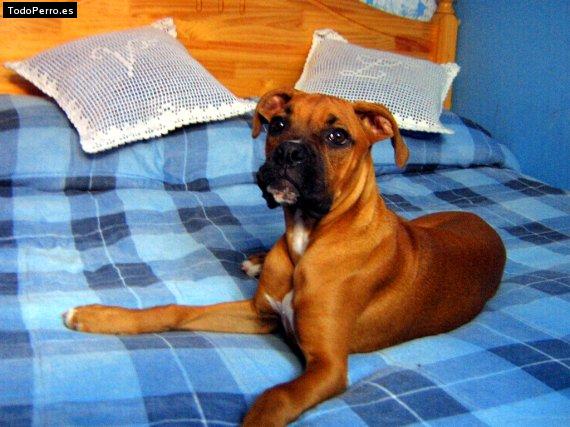 La foto del perro Chaina Foto del perro Chaina