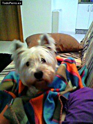 Foto del perro Enzo