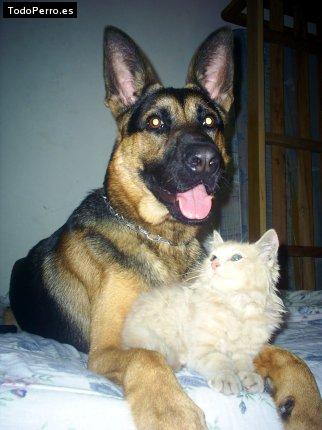 La foto del perro Shuko Foto del perro Shuko