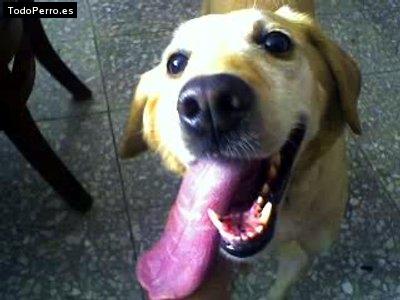 Foto del perro Camila