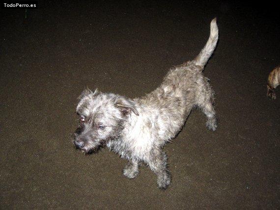 Foto del perro Esrek