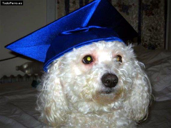 Foto del perro Sweety