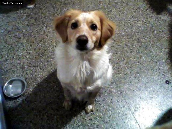 Foto del perro Carola