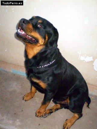 La foto del perro Gytan Foto del perro Gytan