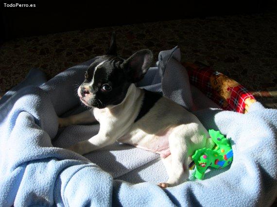 La foto del perro Chato Foto del perro Chato