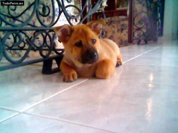 La foto del perro Socrates Foto del perro Socrates