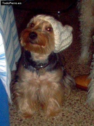 La foto del perro Lord golfo Foto del perro Lord golfo