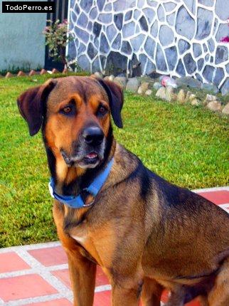 La foto del perro Ralf Foto del perro Ralf