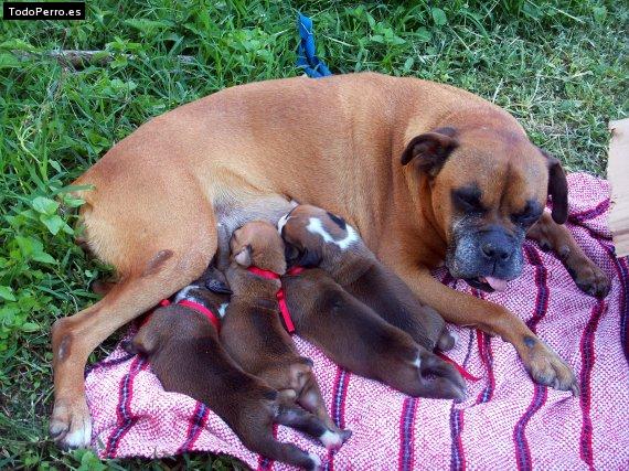 La foto del perro Simba Foto del perro Simba