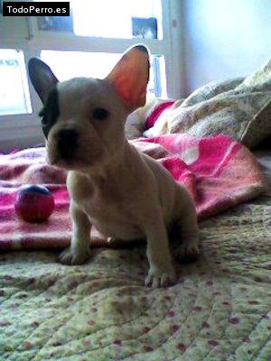 La foto del perro Rastro Foto del perro Rastro