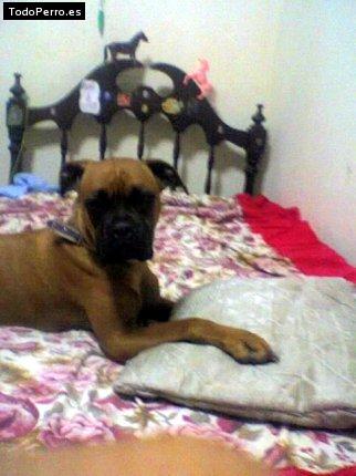 Foto del perro Tita
