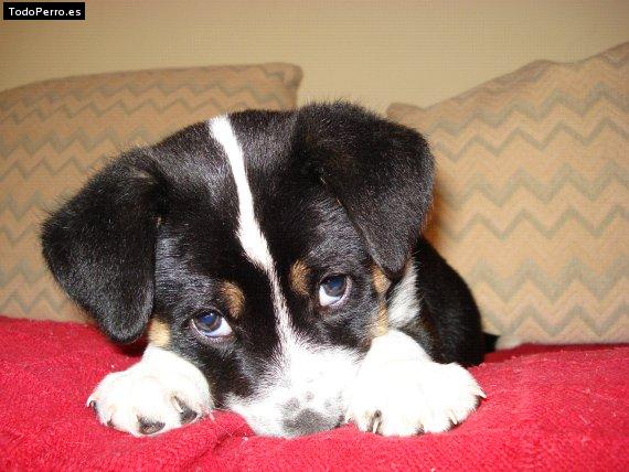 Foto del perro Mozart