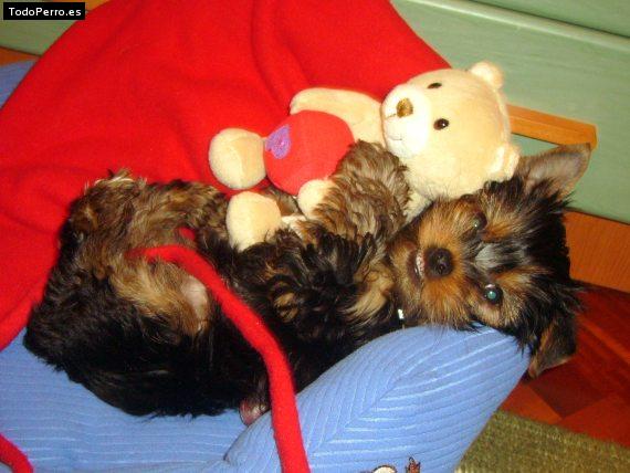 La foto del perro Puchis Foto del perro Puchis