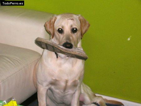 La foto del perro Morgan Foto del perro Morgan