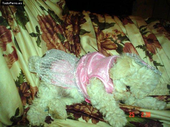 La foto del perro Sasy Foto del perro Sasy