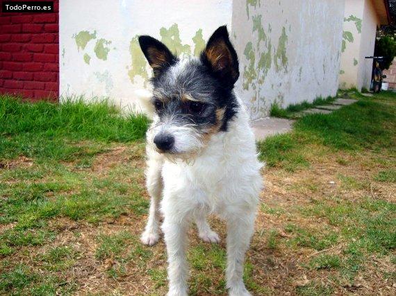 La foto del perro Compayito Foto del perro Compayito