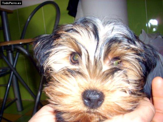 La foto del perro Perla Foto del perro Perla