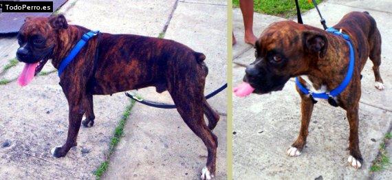 La foto del perro Rico Foto del perro Rico