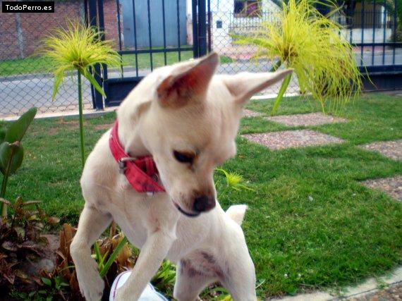 La foto del perro Susana Foto del perro Susana