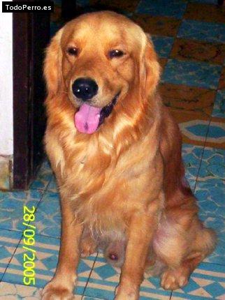 La foto del perro Ronald Foto del perro Ronald