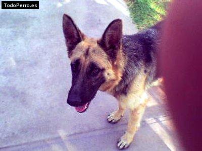 Foto del perro Wendy