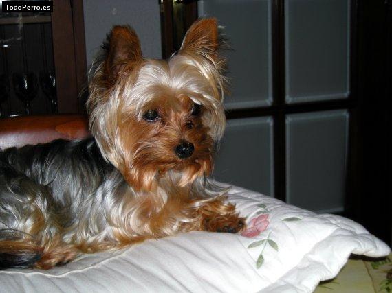 La foto del perro Sisu Foto del perro Sisu