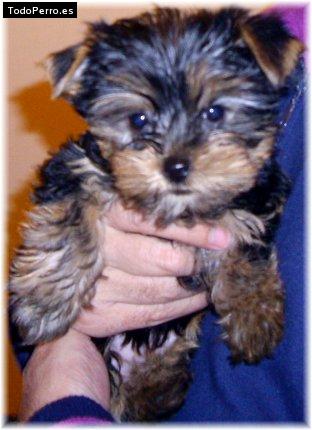 La foto del perro Kitty Foto del perro Kitty