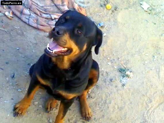 La foto del perro Gatita Foto del perro Gatita