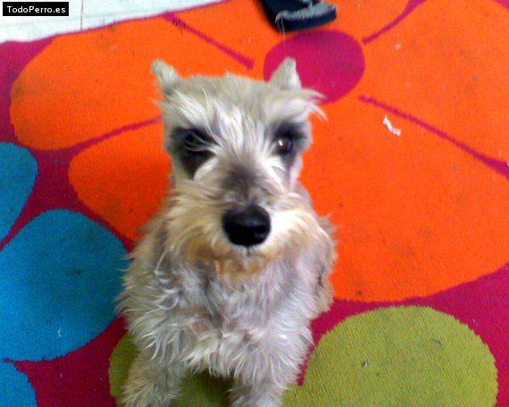 La foto del perro Sussi Foto del perro Sussi