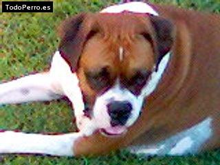 La foto del perro Carola Foto del perro Carola