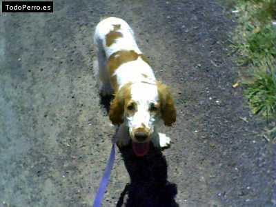 La foto del perro Reina Foto del perro Reina
