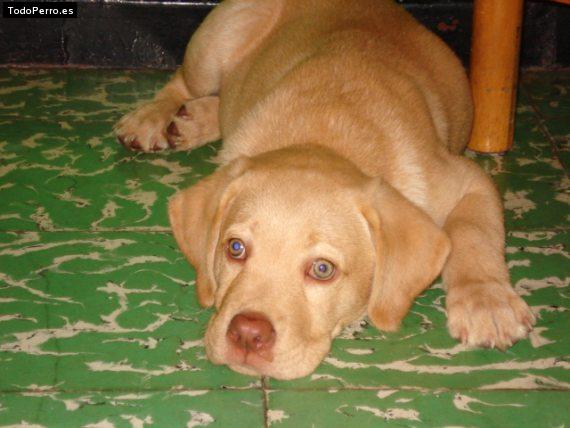 La foto del perro Roger Foto del perro Roger