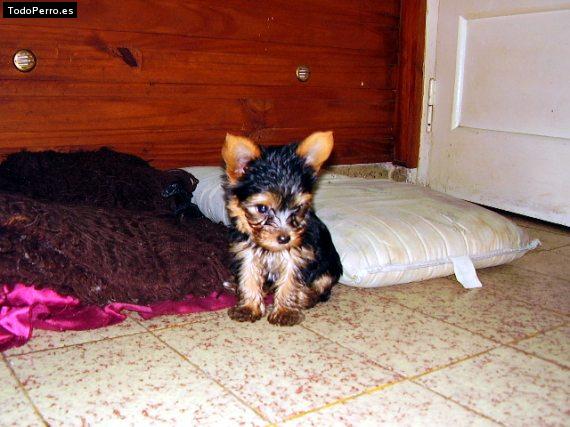 La foto del perro Kimmy Foto del perro Kimmy