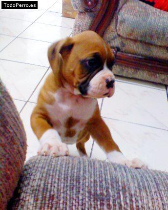 Foto del perro Brutus