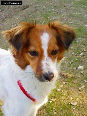 Foto del perro El-la